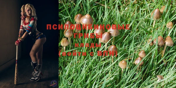 PSILOCYBIN Арсеньев